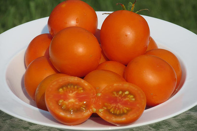MKR Enterprises Tomato Seed(950 per packet)