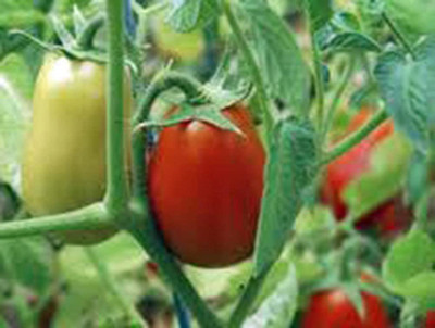 MKR Enterprises Tamatar Seed(750 per packet)