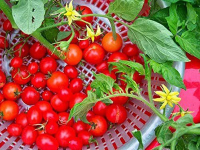 VibeX ® VMR-700 Seeds Of Everglades Tomato (Non-GMO) Seed(200 per packet)