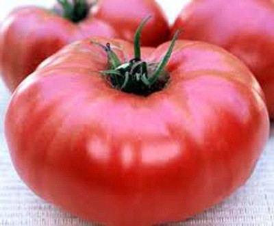 MKR Enterprises Tomato Seed(850 per packet)