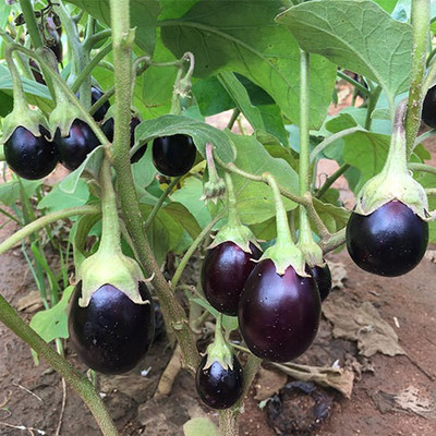 Gromax India Brinjal Seed(40 per packet)