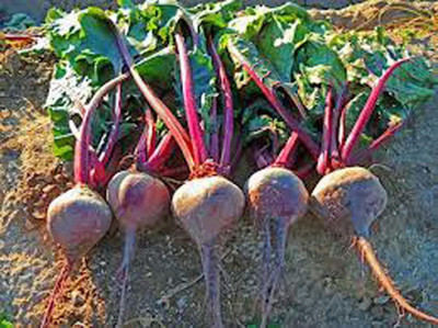 MKR Enterprises Beetroot Seed(600 per packet)