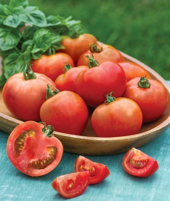 CYBEXIS LX-64 - Early Girl Tomato - (150 Seeds) Seed(150 per packet)