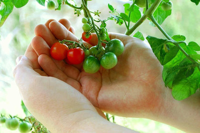 CYBEXIS LX-81 - Cherry Tomato - (1350 Seeds) Seed(1350 per packet)