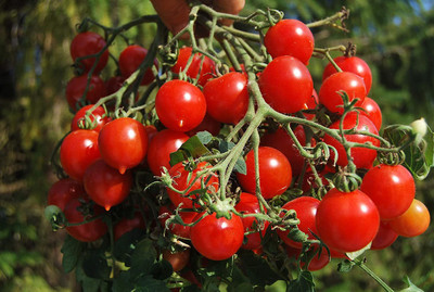 MKR Enterprises Tomato Seed(550 per packet)