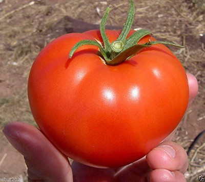 MKR Enterprises Tamatar Seed(700 per packet)