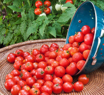 MKR Enterprises Tomato Seed(450 per packet)