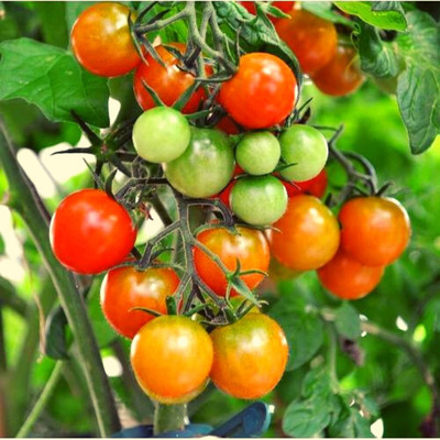 MKR Enterprises Tomato Seed(950 per packet)