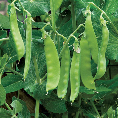 VibeX TLX-41 - Oregon Sugar Pod II Snow Pea - (100 Seeds) Seed(100 per packet)