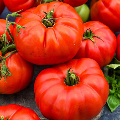 MKR Enterprises Tomato Seed(800 per packet)