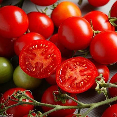 MKR Enterprises Tomato Seed(400 per packet)
