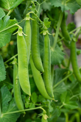 CYBEXIS TLX-92 - Pea Alaska Early Spring Bush - (100 Seeds) Seed(100 per packet)