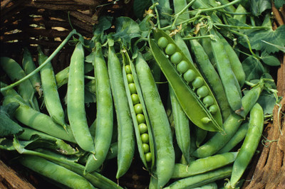 VibeX NDIR-17 - Pea Green Arrow Great - (100 Seeds) Seed(100 per packet)