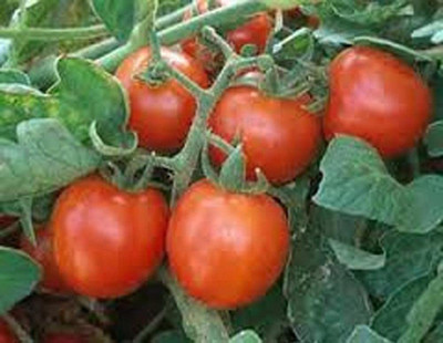 VibeX ® VXI-390 Sweet Large Cherry Tomato Seeds Seed(200 per packet)
