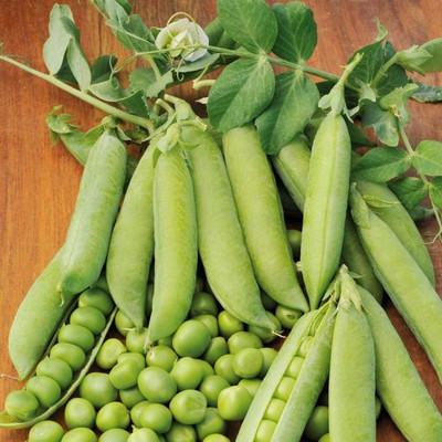 VibeX Pea Seed(50 per packet)