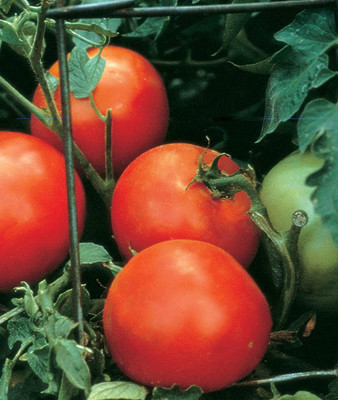 VibeX VXI-70 - Celebrity Slicing Red Tomato Disease-Resistant - (1350 Seeds) Seed(1350 per packet)