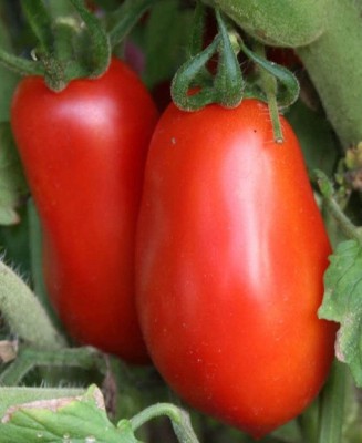 MKR Enterprises Tomato Seed(400 per packet)