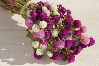 CYBEXIS LX-13 - Gomphrena Globose Mix Flower - (60 Seeds) Seed(60 per packet)