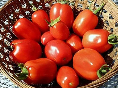 MKR Enterprises Tomato Seed(800 per packet)