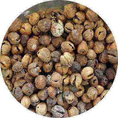 sivasakthi stores Sun Dried Turkey Berry I Sundakka Vathal Fryums(100 g)