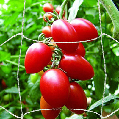 WNE Jaliwale Plant Climbing net & Plant Trellis Netting Creeper Net - 5feet x 10feet Hiking Net(White)