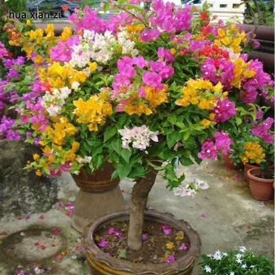 Samarthgreens Bougainvillea Plant(Hybrid, Pack of 1)