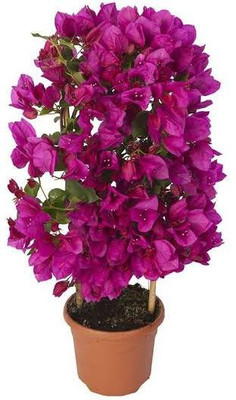 My Dream Nursery Bougainvillea Plant(Hybrid, Pack of 1)