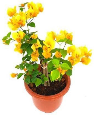 My Dream Nursery Bougainvillea Plant(Hybrid, Pack of 1)
