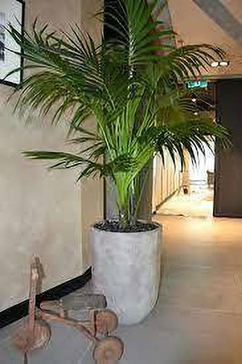 GreenyOn Areca Palm(Hybrid, Pack of 1)