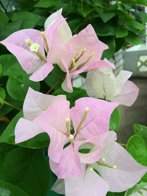 Dream Garden Bougainvillea Plant(Hybrid, Pack of 1)