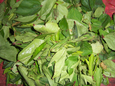 XOLDA Organic Ambada/Gongura Seed(77 per packet)