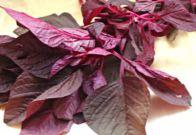 Aywal Amaranthus Leaf Red/Cholai Red Saag Seed(800 per packet)
