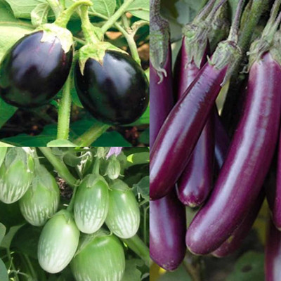 CYBEXIS HUA-82 Native Brinjal 3 Types-Brinjal Green Black RoundPurple long (1350 Seeds) Seed(1350 per packet)