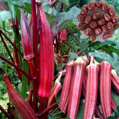 VibeX bhindi Seed(100 per packet)