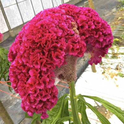 VibeX ATS-67 - Celosia Cristata Cock's Comb - (540 Seeds) Seed(540 per packet)