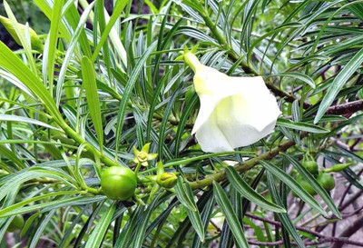 GURVEPLANTATIONI Kaner Plant(Pack of 1)
