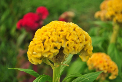 CYBEXIS LX-98 - Celosia Cristata Cock's Comb - (60 Seeds) Seed(60 per packet)
