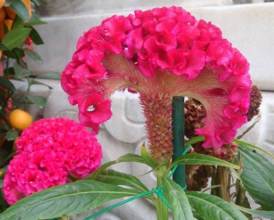 CYBEXIS HUA-99 - Celosia Cristata Cock's Comb - (60 Seeds) Seed(60 per packet)