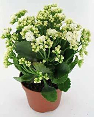 GURVEPLANTATIONI Kaner Plant(Pack of 1)
