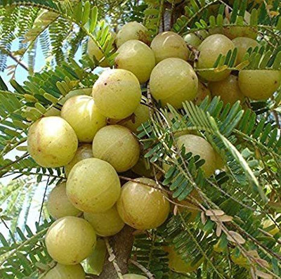 GreenyOn Amla Plant(Hybrid, Pack of 1)