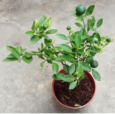 MAITRA AND SONS Lemon Plant(Hybrid, Pack of 1)