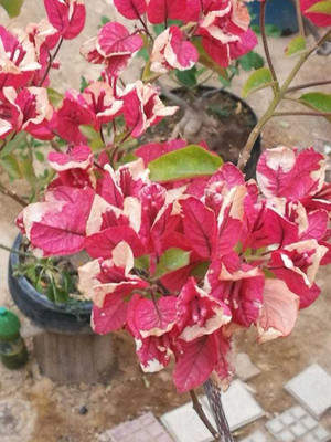 Ukanda Bougainvillea Plant(Hybrid, Pack of 1)