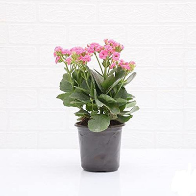 GURVEPLANTATIONI Kaner Plant(Pack of 1)