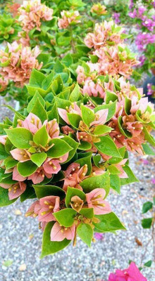 MagicQueen Bougainvillea Plant(Hybrid, Pack of 1)