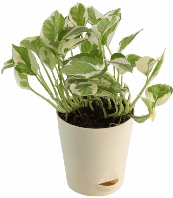 MHIMI Money Plant(Hybrid, Pack of 1)