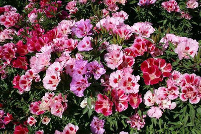 MAA Clarkia Seed(70 per packet)