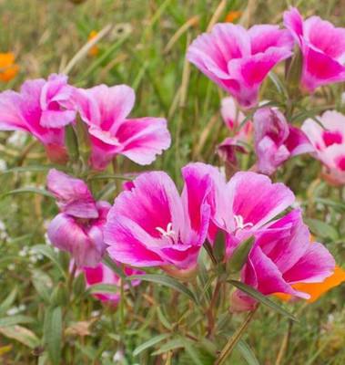 MAA Clarkia Seed(100 per packet)