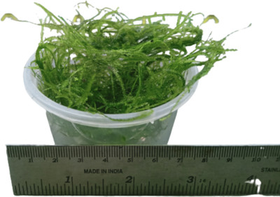 Mf aquatic plants Java Moss Coconut Cave(Pack of 1)