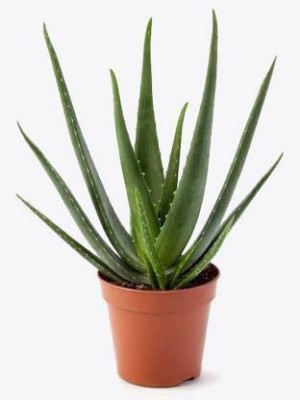 SUNIL KUMAR SISODIYA Aloe Vera Plant(Hybrid, Pack of 1)