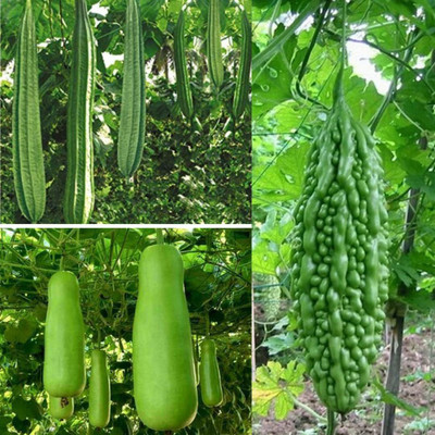 DIVINE SPONGE GOURD Seed(35 per packet)
